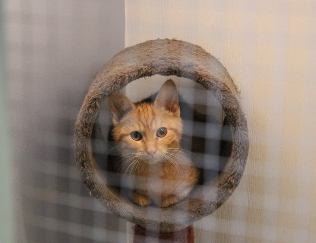 löytökissa2